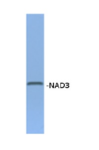 NAD3 | NADH-ubiquinone oxidoreductase chain 3 in the group Antibodies for Plant/Algal / Mitochondria | Respiration at Agrisera AB (Antibodies for research) (AS16 3831)